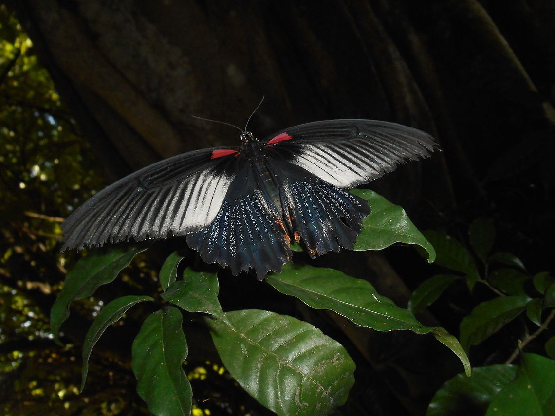 Papilio memnon Got across on the way <br />
One of the many P. memnon subspecies Geotagged,Great Mormon,India,Papilio memnon,Summer,beautiful,fauna
