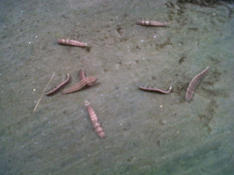 No name till Noticed in night that it's shining beautifully around a tree,when checked in day it's just a small species ,two white spot to light in night,sleep in day,searches foods in night, head has tortoise facility to hide in, small long bill. Lying on back that in picture are not death,just theirs acting . Geotagged,India,New species,Summer