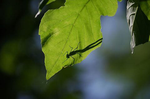 Bug Silhouette  Bugs,nature