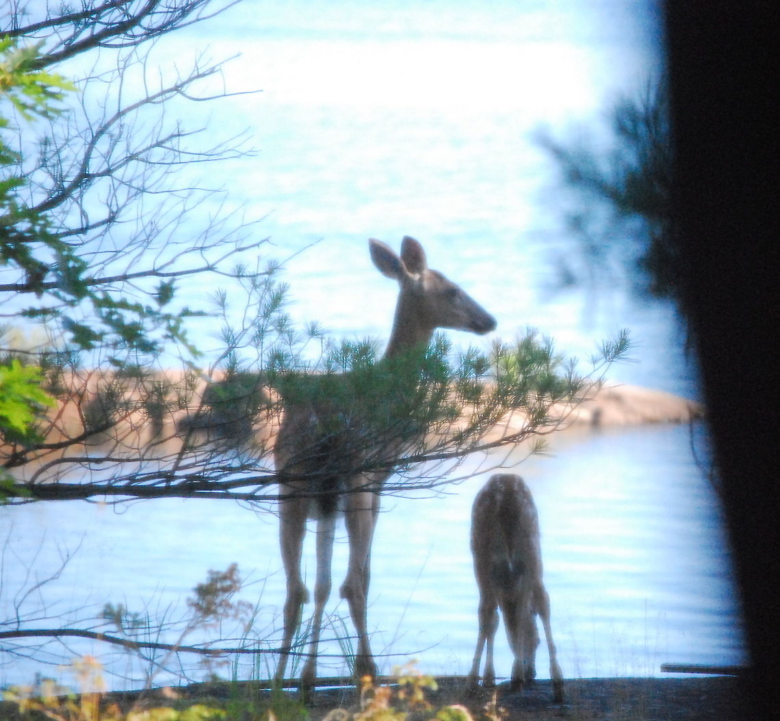 A doe and her faun  Deer