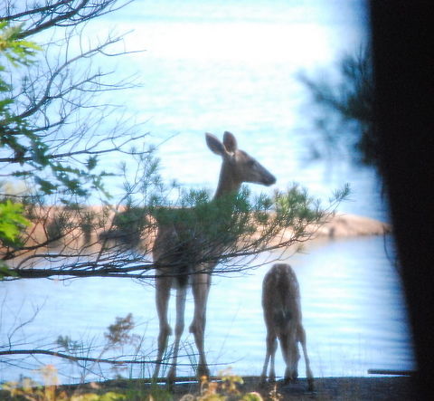 A doe and her faun  Deer