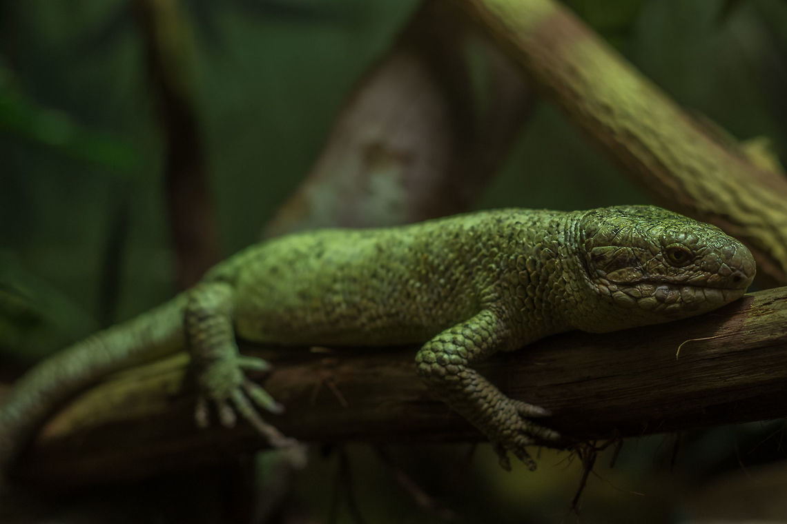 Solomon Islands Skink I took this photo at the Columbus zoo, for a project I was doing for school. Had never seen one of these lizards before, and thought it was a great capture. Corucia zebrata,Geotagged,Solomon Islands skink,Spring,United States,skink,zoo