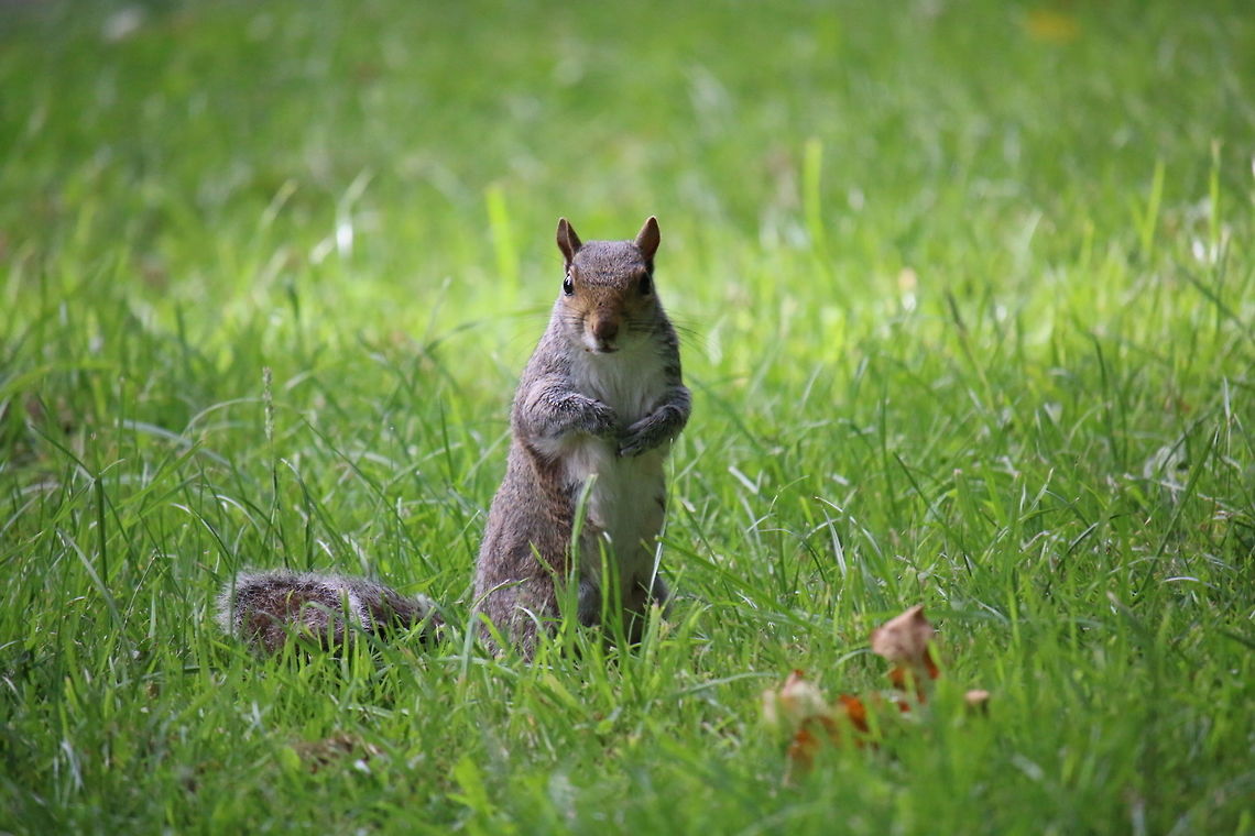 Wild Squirrel I was taking a walk in my local wood where I came across the little squirrel that was looking for food. Every so often it would stop and just look at me. Eastern gray squirrel,Sciurus carolinensis,Squirrel family