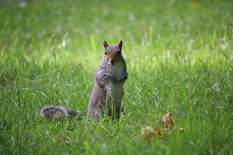 Wild Squirrel I was taking a walk in my local wood where I came across the little squirrel that was looking for food. Every so often it would stop and just look at me. Eastern gray squirrel,Sciurus carolinensis,Squirrel family