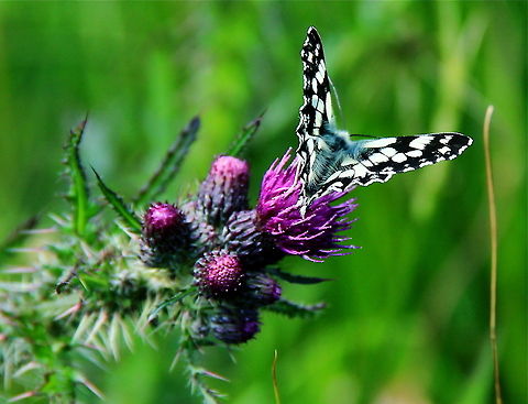 Marbled White Butterfly Marbled White butterfly on a thistle. Butterfly,Insects,Marbled White,Marbled White Butterfly,Melanargia galathea,Rhopalocera