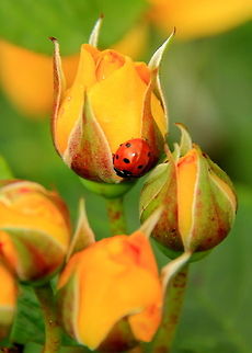 Ladybird on orange roses Ladybird on nearly opened yellow roses. 7-spot Ladybird,Coccinella septempunctata,Flowers,Insects,Ladybird,Rose