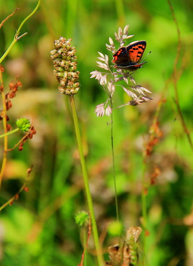 It's a Fair Copper Small Copper Butterfly,Insects,Lycaena phlaeas,Rhopalocera,Small Copper