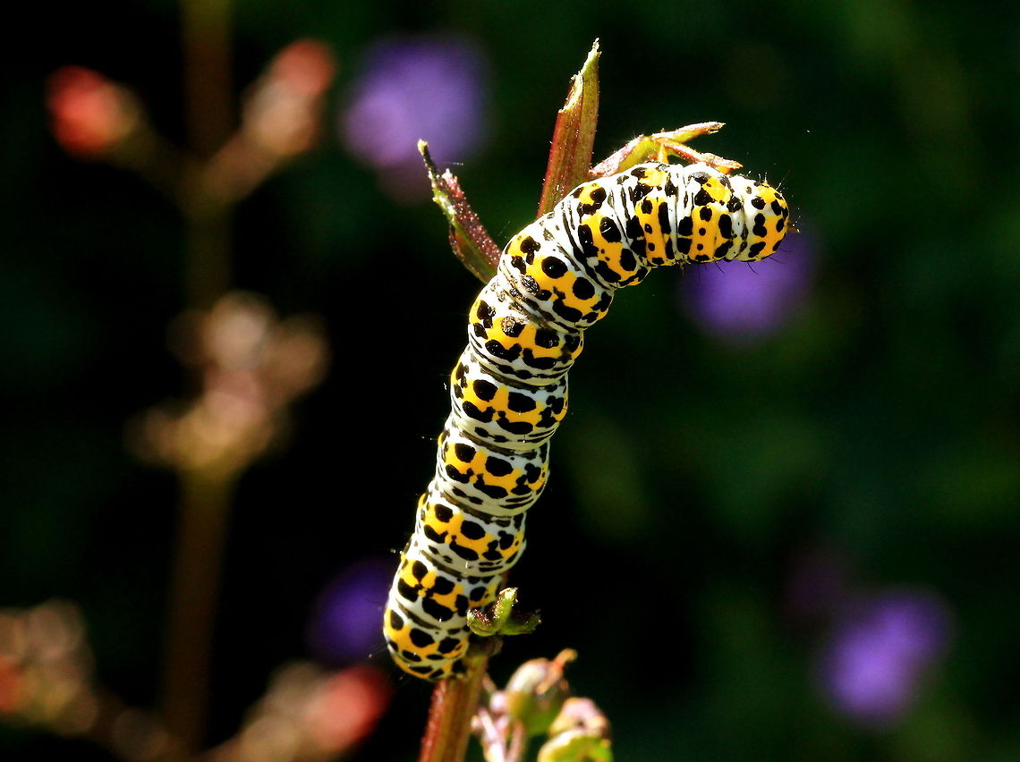 Mullein moth caterpillar A Mullein Moth Caterpillar has reached the end of the road (twig). Time to hit reverse. Arthropoda,Caterpillar,Mullein moth caterpillar