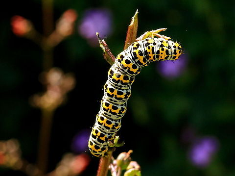 Mullein moth caterpillar A Mullein Moth Caterpillar has reached the end of the road (twig). Time to hit reverse. Arthropoda,Caterpillar,Mullein moth caterpillar