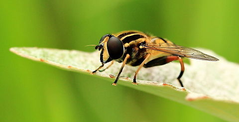 Sun Fly Closeup of a Sun Fly on a leaf. Helophilus pendulus,Hoverflies,Insects