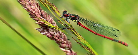 Red Damselfly A Red Damselfly on a stalk of grass either newly emerged or just resting. Large Red Damselfly,Odonata,Pyrrhosoma nymphula,Red Damselfly,damselfly,insects