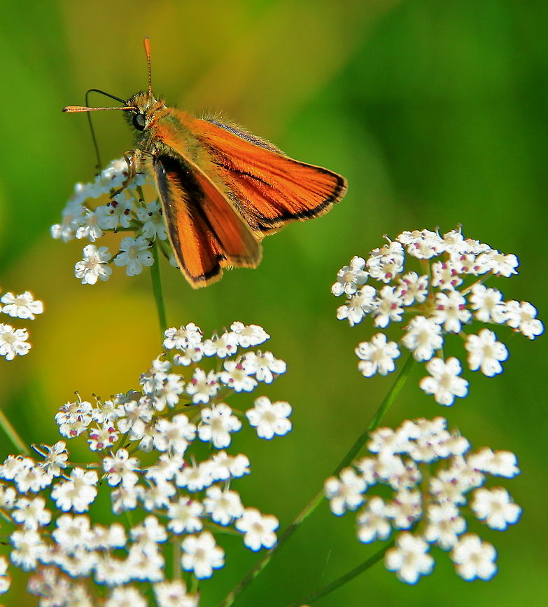 Small Skipper A beautiful orange Skipper Butterfly sits on small white flowers to feed on its nectar. Butterfly,Insects,Small Skipper,Thymelicus sylvestris