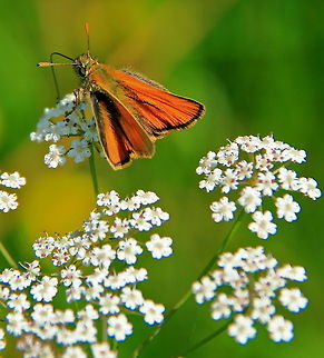 Small Skipper A beautiful orange Skipper Butterfly sits on small white flowers to feed on its nectar. Butterfly,Insects,Small Skipper,Thymelicus sylvestris