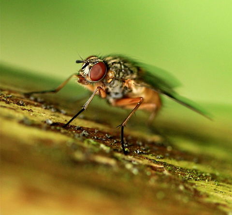 Macro closeup of Fly A macro closeup of a fly on a surface. Diptera,Fly,Insects,Musca