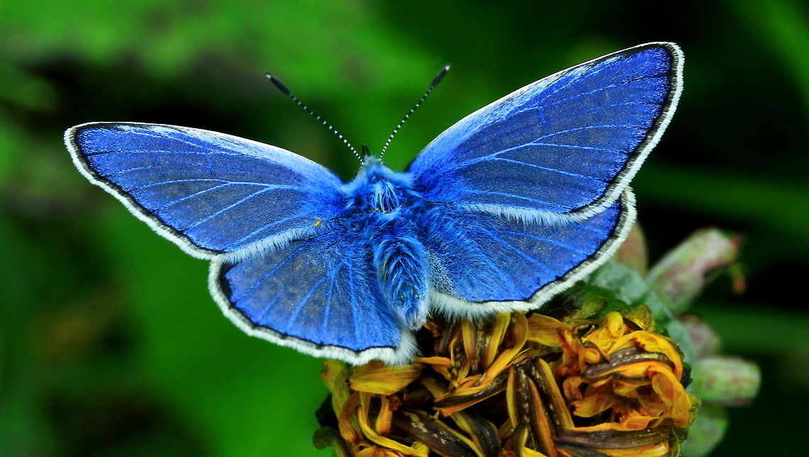 Common Blue Butterfly 2nd generation of common blue butterflies, this is the male. Butterfly,Common Blue,Common Blue Butterfly,Polyommatus icarus,Rhopalocera,insects