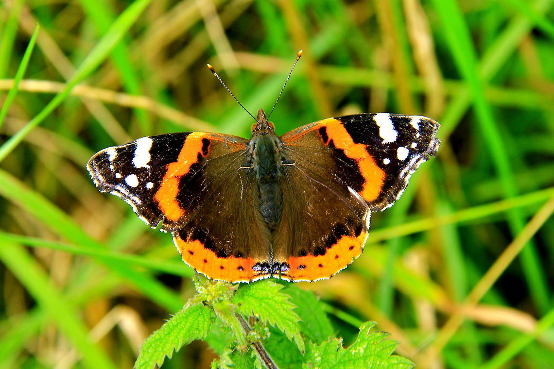 Red Admiral Butterfly August brings out the butterflies in the UK - after months of no sign, to everyone, all at once! :) Butterfly,Insects,Red Admiral,Red Admiral Butterfly,Rhopalocera,Vanessa atalanta
