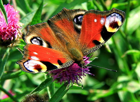 Peacock Butterfly Out of all of the British butterflies, this is by far my favourite, a friend of mine calls these RAF butterflies because of the round markings on the wings! :) Butterfly,Inachis io,Peacock Butterfly,Porteguese Peacock,Rhopalocera,insects