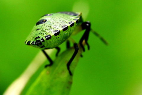 Green Shield Bug Larva Deep in the undergrowth - my camera found it though! Bugs,Green shield bug,Insects,Palomena prasina,Shield Bug