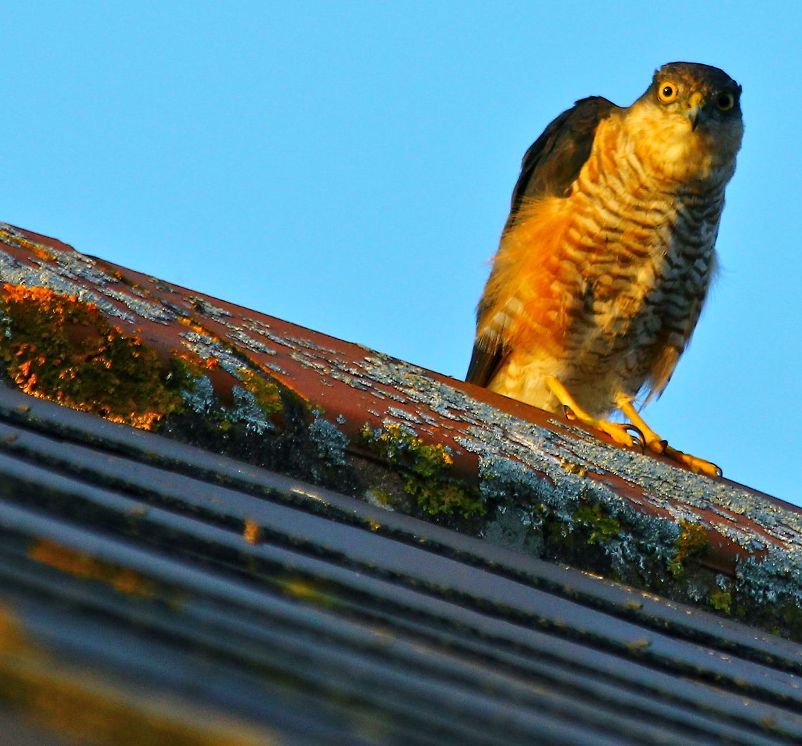 Sparrowhawk On my roof top! Accipiter nisus,Bird of prey,Birds,Eurasian Sparrowhawk,Hawk,Sparrowhawk