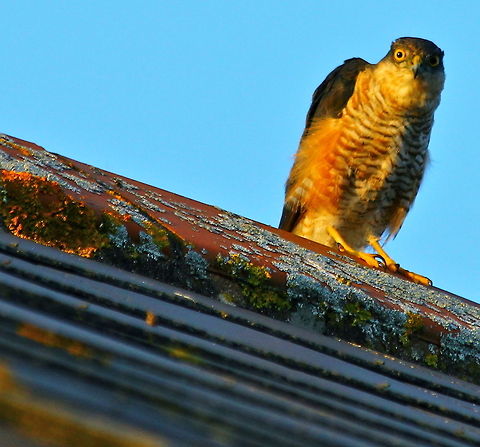 Sparrowhawk On my roof top! Accipiter nisus,Bird of prey,Birds,Eurasian Sparrowhawk,Hawk,Sparrowhawk