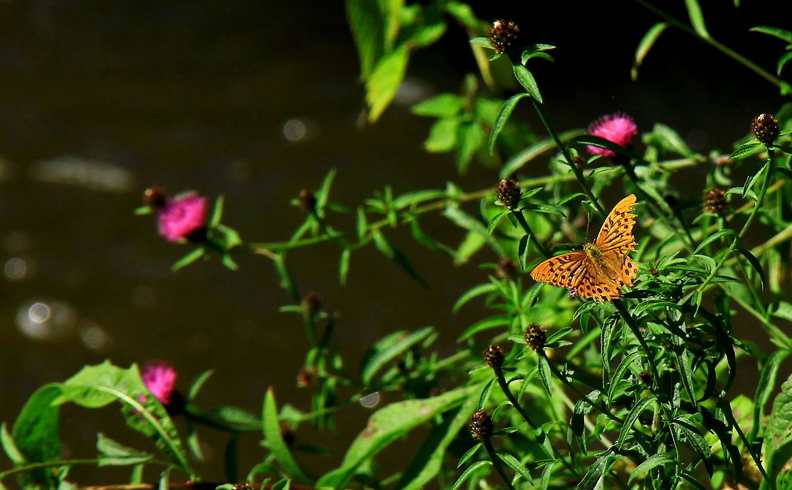 Silver washed fritillary  Argynnis paphia,Butterfly,Insects,Silver-washed Fritillary
