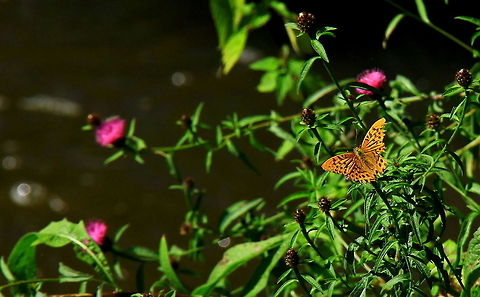 Silver washed fritillary  Argynnis paphia,Butterfly,Insects,Silver-washed Fritillary