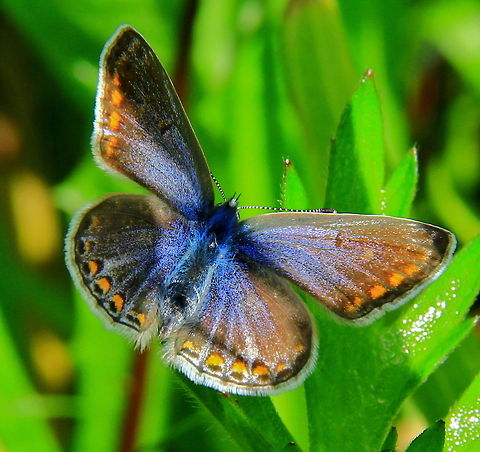 Female Common Blue Closeup of a Female Common Blue butterfly. Butterfly,Common Blue,Common Blue Butterfly,Female,Polyommatus icarus