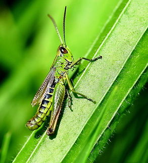 Meadow grasshopper  Chorthippus parallelus,Grasshopper,Insects,Meadow Grasshopper