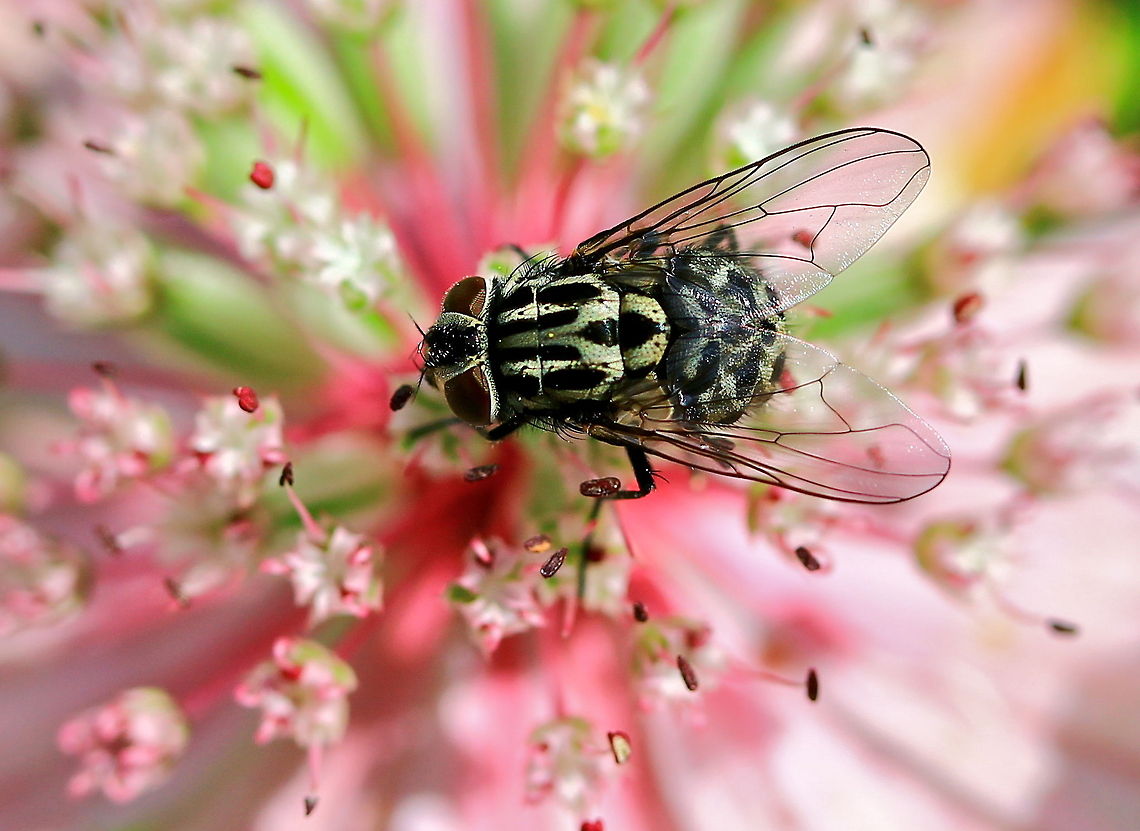 House fly Top view of a House Fly on top of a pink flower. Fly,House Fly,Housefly,Insects,Musca domestica
