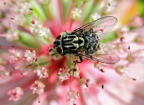 House fly Top view of a House Fly on top of a pink flower. Fly,House Fly,Housefly,Insects,Musca domestica