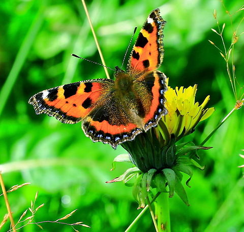 Small tortoiseshell Tortoiseshell butterfly on a Dandelion flower. Aglais urticae,Butterfly,Insects,Small Tortoiseshell,Tortoiseshell Butterfly