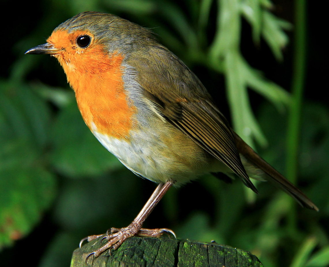 Robin (Lil' Larry all grown up)  Birds,Erithacus Rubecula,Garden Birds,Muscicapidae,Robin