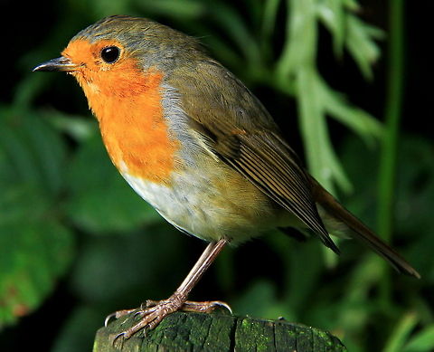 Robin (Lil' Larry all grown up)  Birds,Erithacus Rubecula,Garden Birds,Muscicapidae,Robin