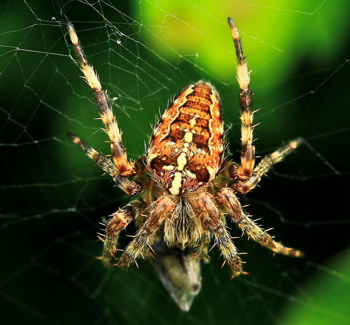 Garden Spider  Araneus Diadematus,Araneus diadematus,Closeup,Garden Spider,Insects,Spider