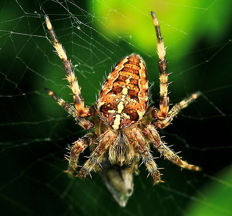 Garden Spider  Araneus Diadematus,Araneus diadematus,Closeup,Garden Spider,Insects,Spider