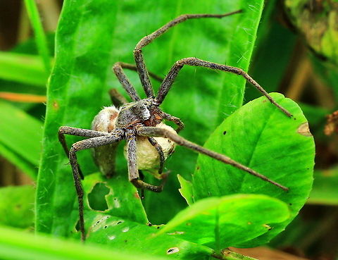 Orb Spider Carrying her egg sack Egg sack,Insects,Orb Spider,Spider
