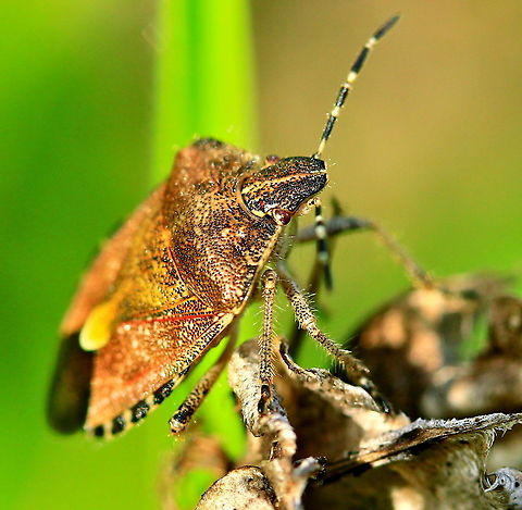 Sloe bug  Bugs,Shield Bug,Sloe Bug,stink bug