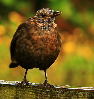 Female Blackbird  Birds,Blackbird,Common Blackbird,Female Blackbirds,Garden Birds,Turdus Merula,Turdus merula