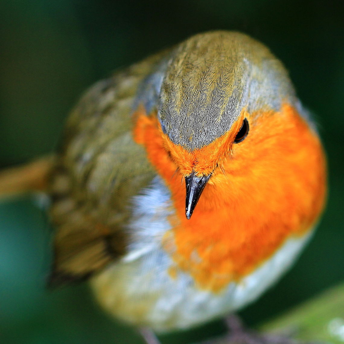 Little Larry Robin The best bird I have ever known.   Erithacus rubecula,European Robin