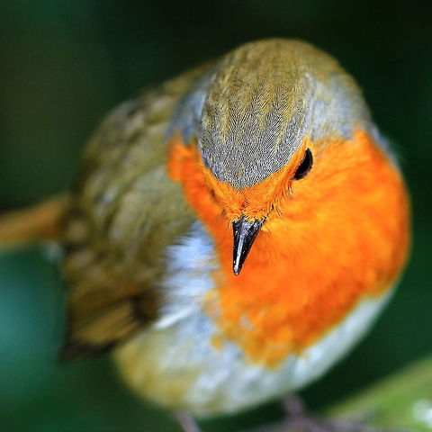 Little Larry Robin The best bird I have ever known.   Erithacus rubecula,European Robin