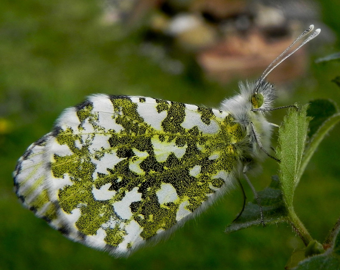 Orangetip Female Orange-tip butterfly Anthocharis cardamines,Anthocharis cardamines britannica,Butterfly,Rhopalocera,orange tip,orange tip butterfly