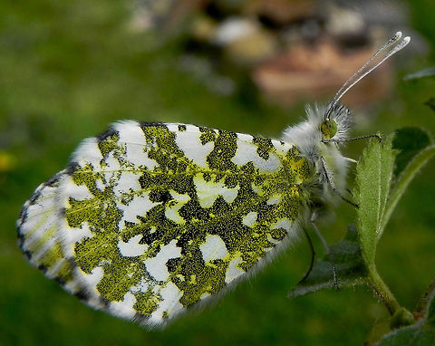 Orangetip Female Orange-tip butterfly Anthocharis cardamines,Anthocharis cardamines britannica,Butterfly,Rhopalocera,orange tip,orange tip butterfly