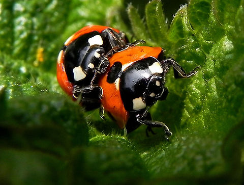 Ladybirds 7-spot ladybirds 7-spot Ladybird,Closeup,Coccinella septempunctata,Ladybird