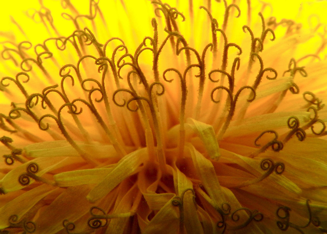 Dandelion Macro closeup of the head of a Dandelion. Closeup,Dandelion,Wildflowers