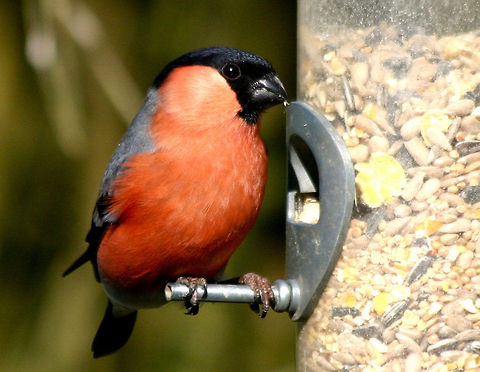 Bullfinch Male Bullfinch Birds,Bullfinch,Pyrrhula pyrrhula