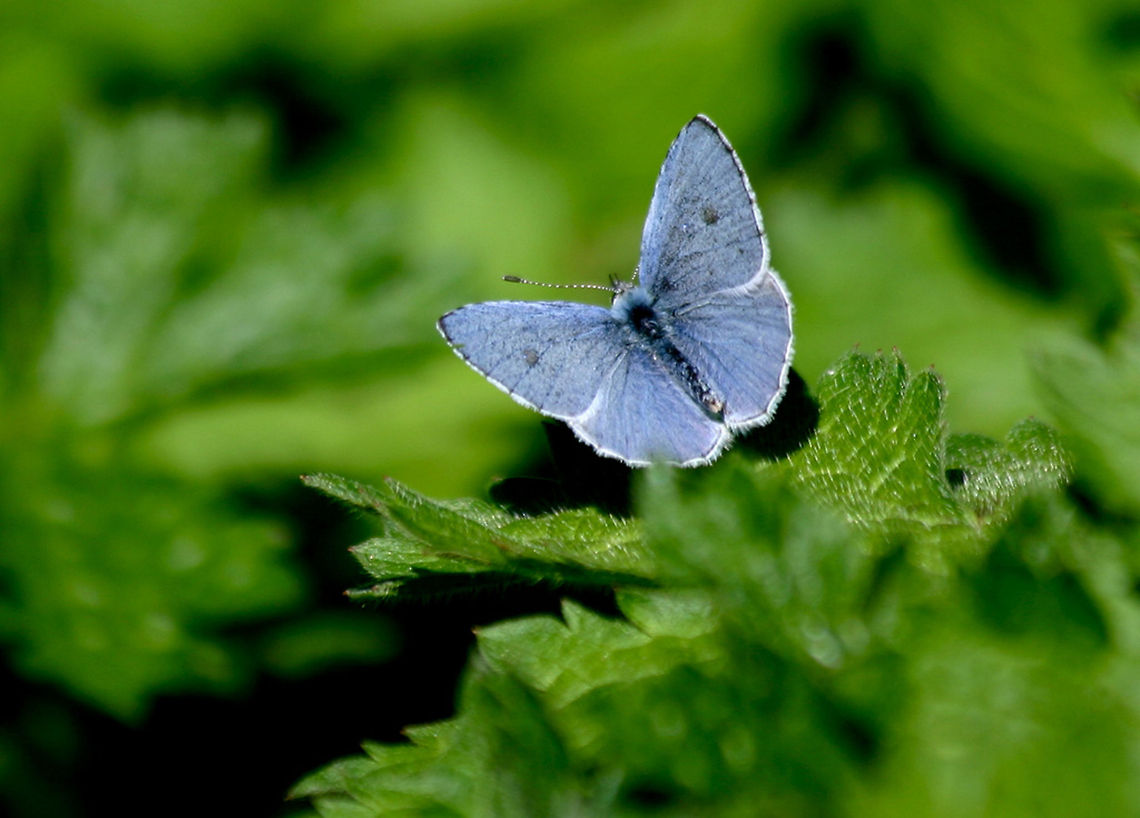 Holly Blue Butterfly Holly Blue Butterfly Butterfly,Celastrina argiolus,Holly Blue,Lycaena,Rhopalocera,holly blue butterfly
