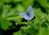 Holly Blue Butterfly Holly Blue Butterfly Butterfly,Celastrina argiolus,Holly Blue,Lycaena,Rhopalocera,holly blue butterfly