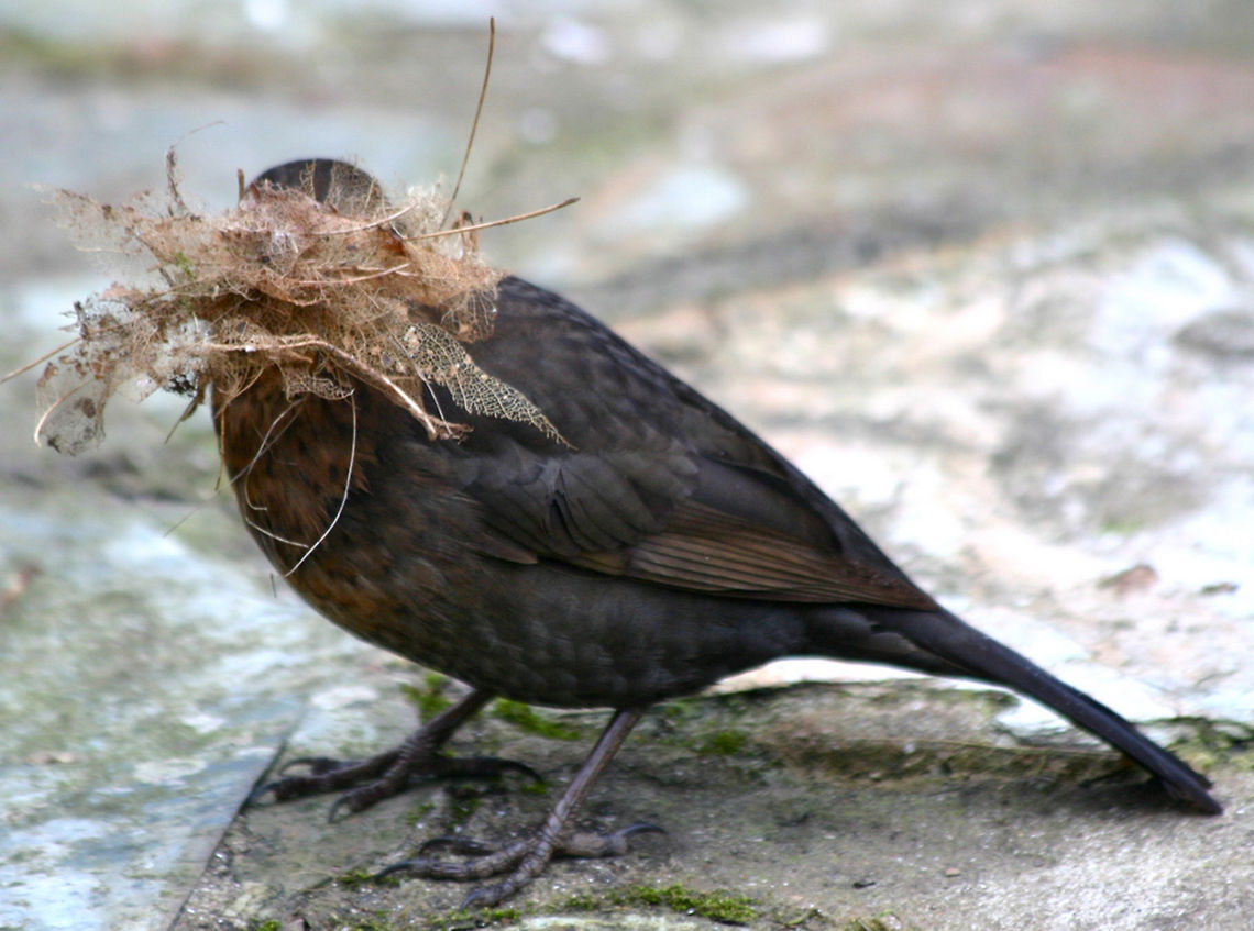 blackbird Female blackbird nest building Birds,Blackbird,Common Blackbird,Turdus merula