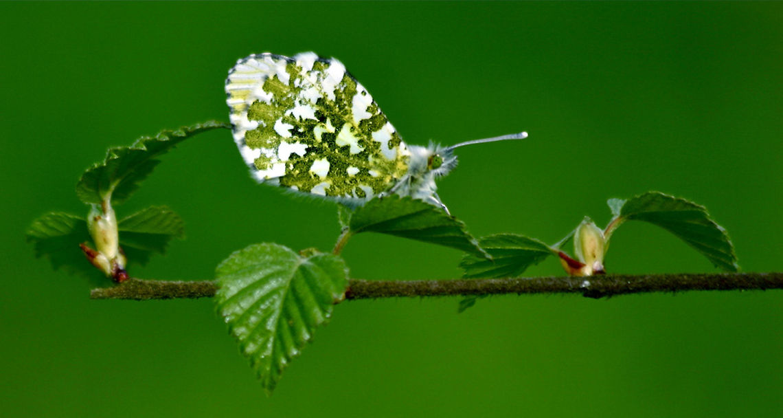 Orange tip Female orange tip<br />
<br />
Yes, green background, she moved to a better position then before! Anthocharis cardamines,Anthocharis cardamines britannica,Butterfly,Rhopalocera,orange tip,orange tip butterfly