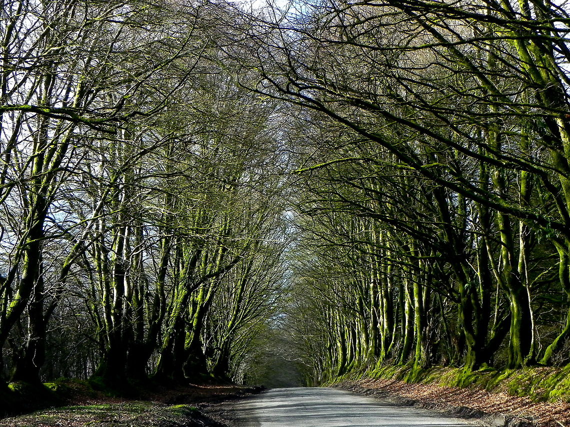 Beech  Beech trees in Devon do extremely well - I was standing int the middle of the road trying not to be run over by passing traffic, I never like things centred, that&#039;s why this photo is a bit to the side! Beech Trees,Tree